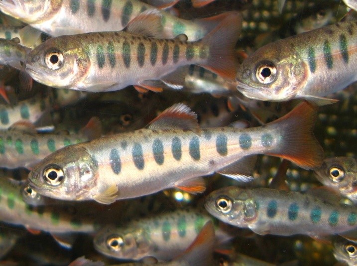 やまめ稚魚を放流しました🐟 - 猪苗代・秋元非出資漁業協同組合