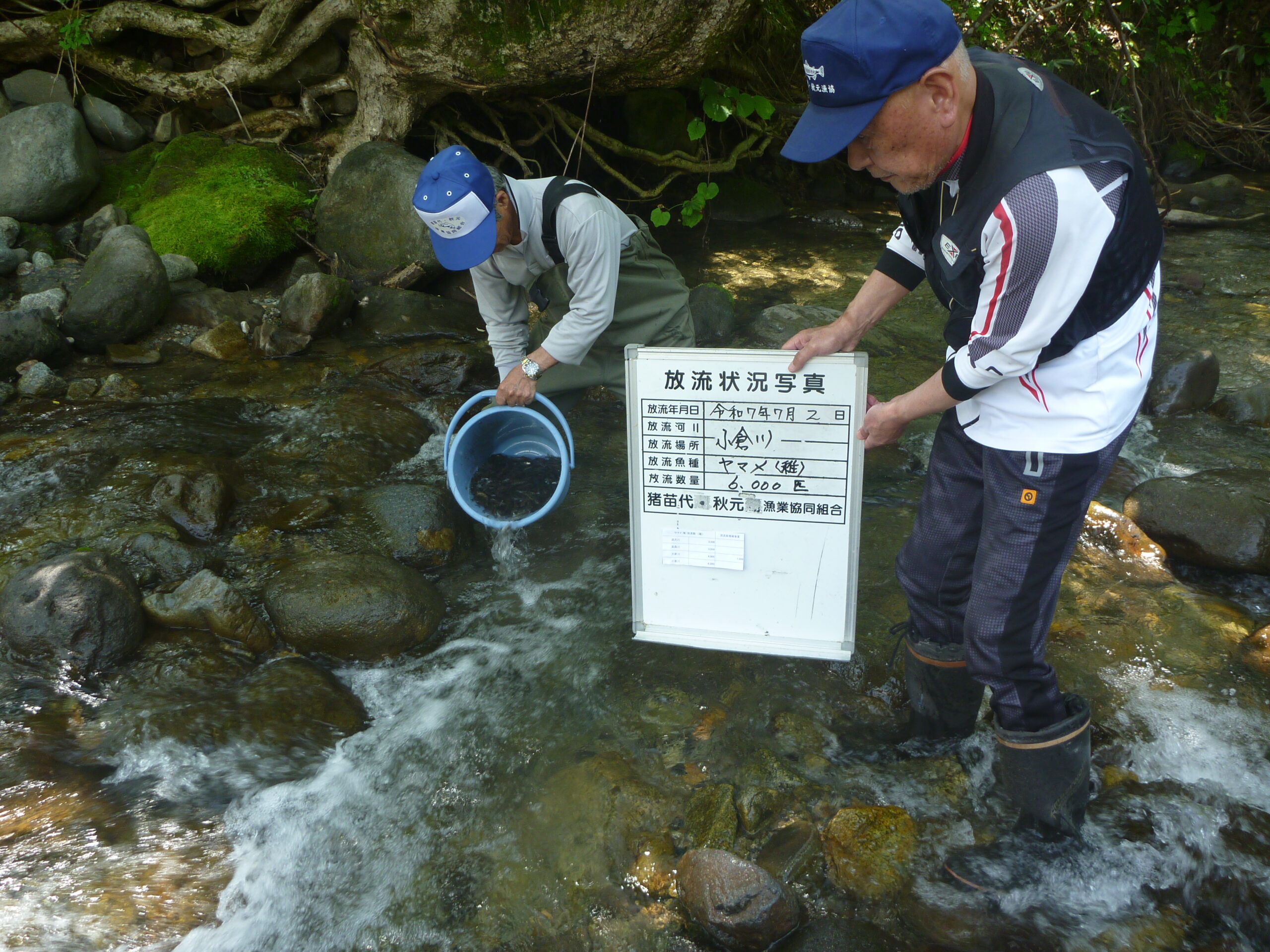 やまめ稚魚を放流しました🐟
