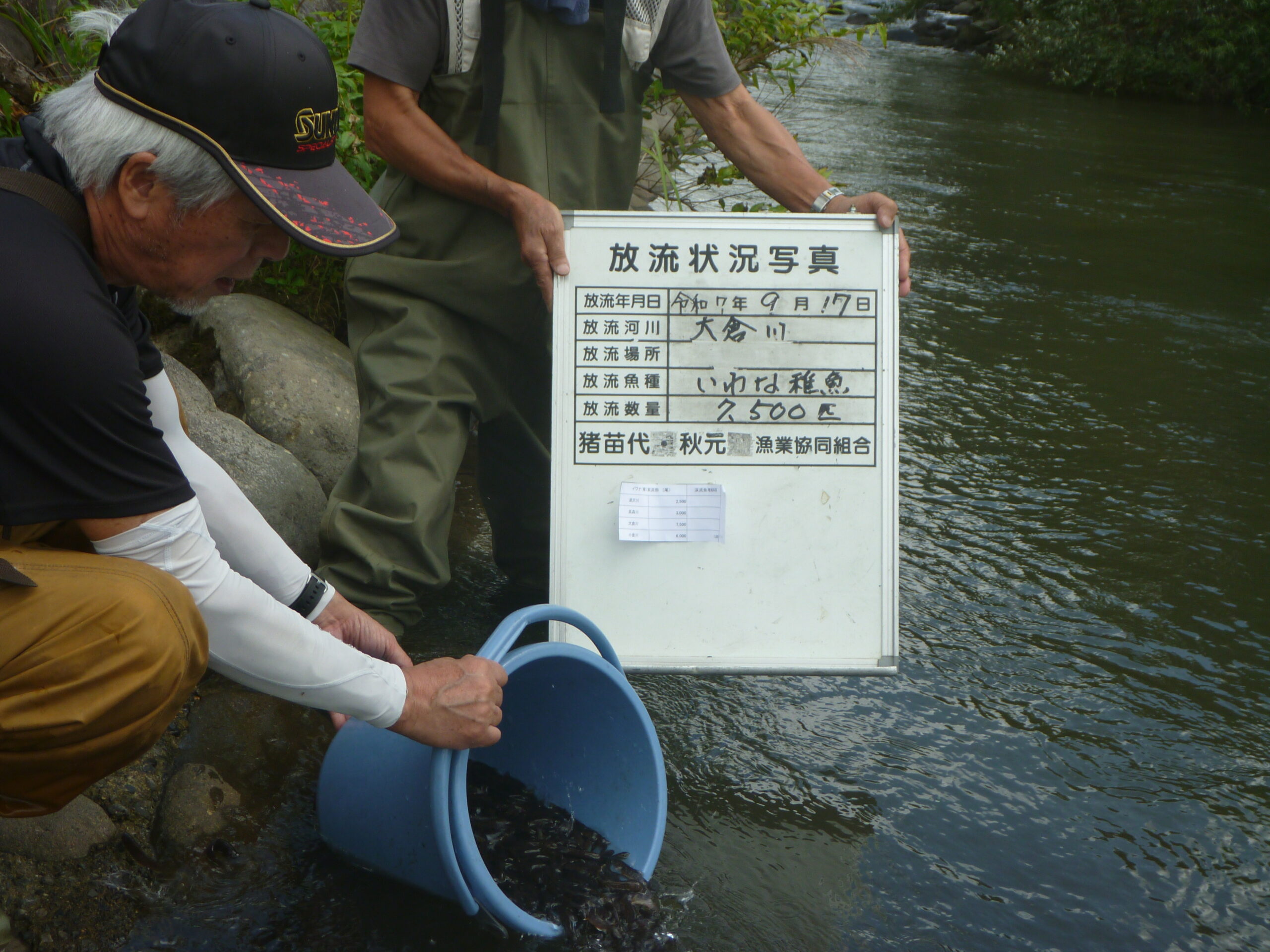 いわな稚魚を放流しました🐟