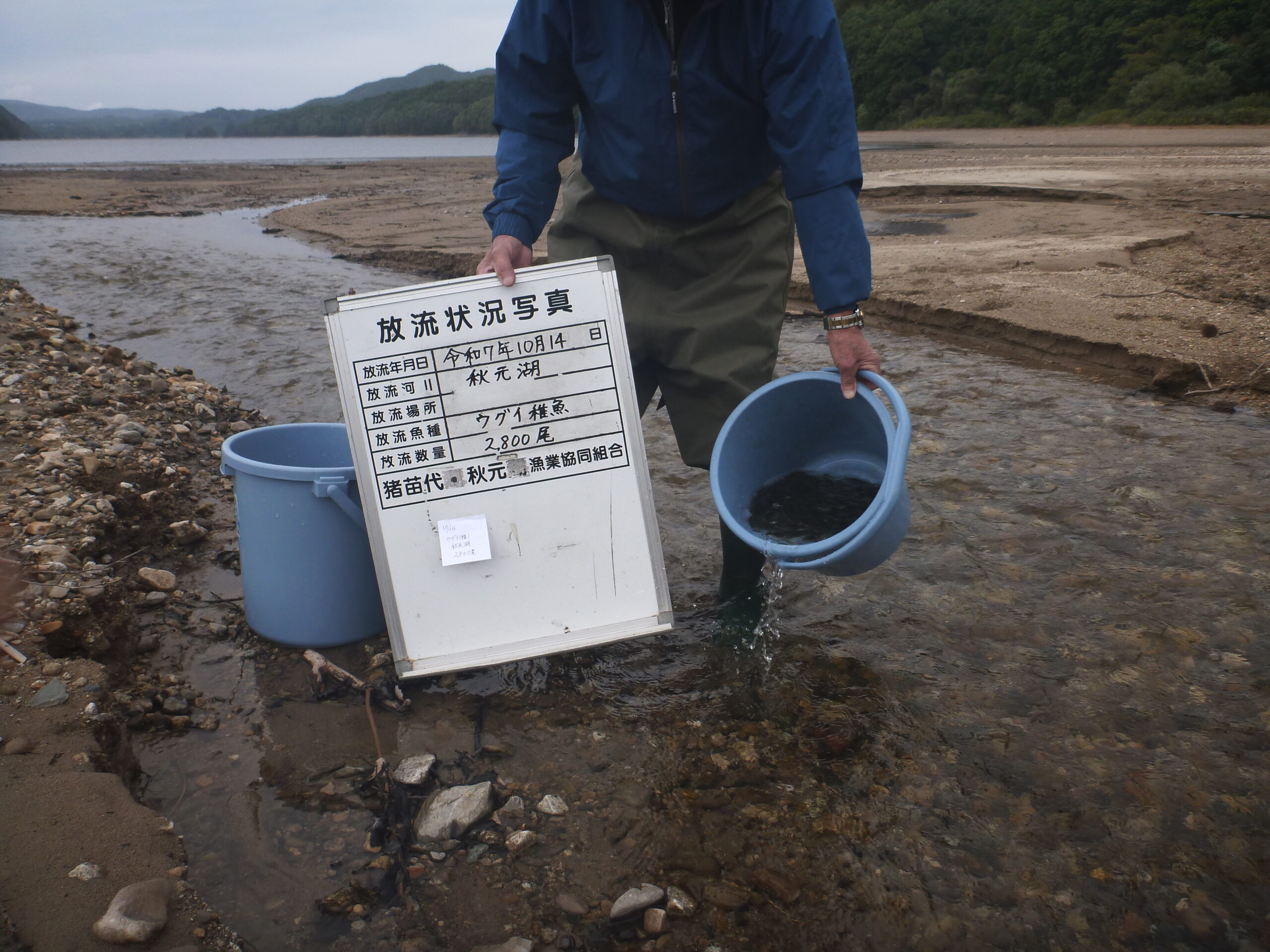 うぐい稚魚を放流しました🐟