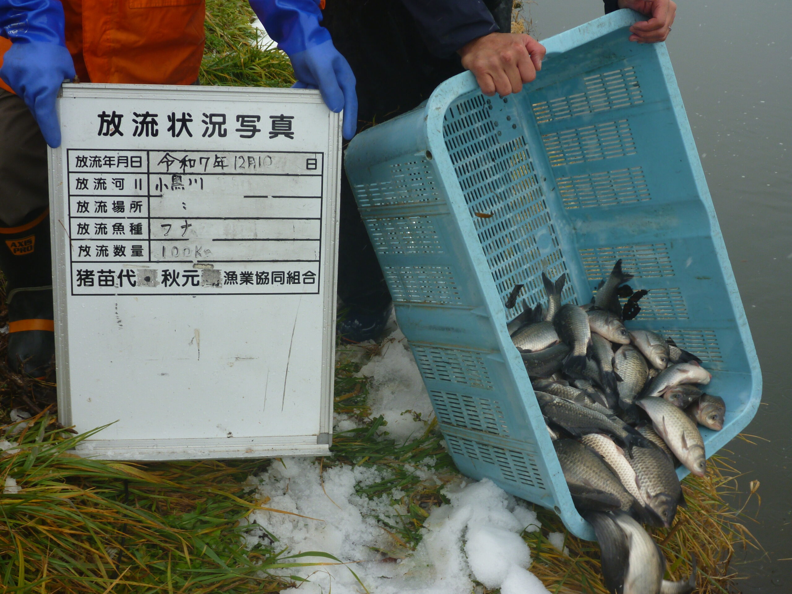 こい・ふな稚魚を放流しました🐟🐟