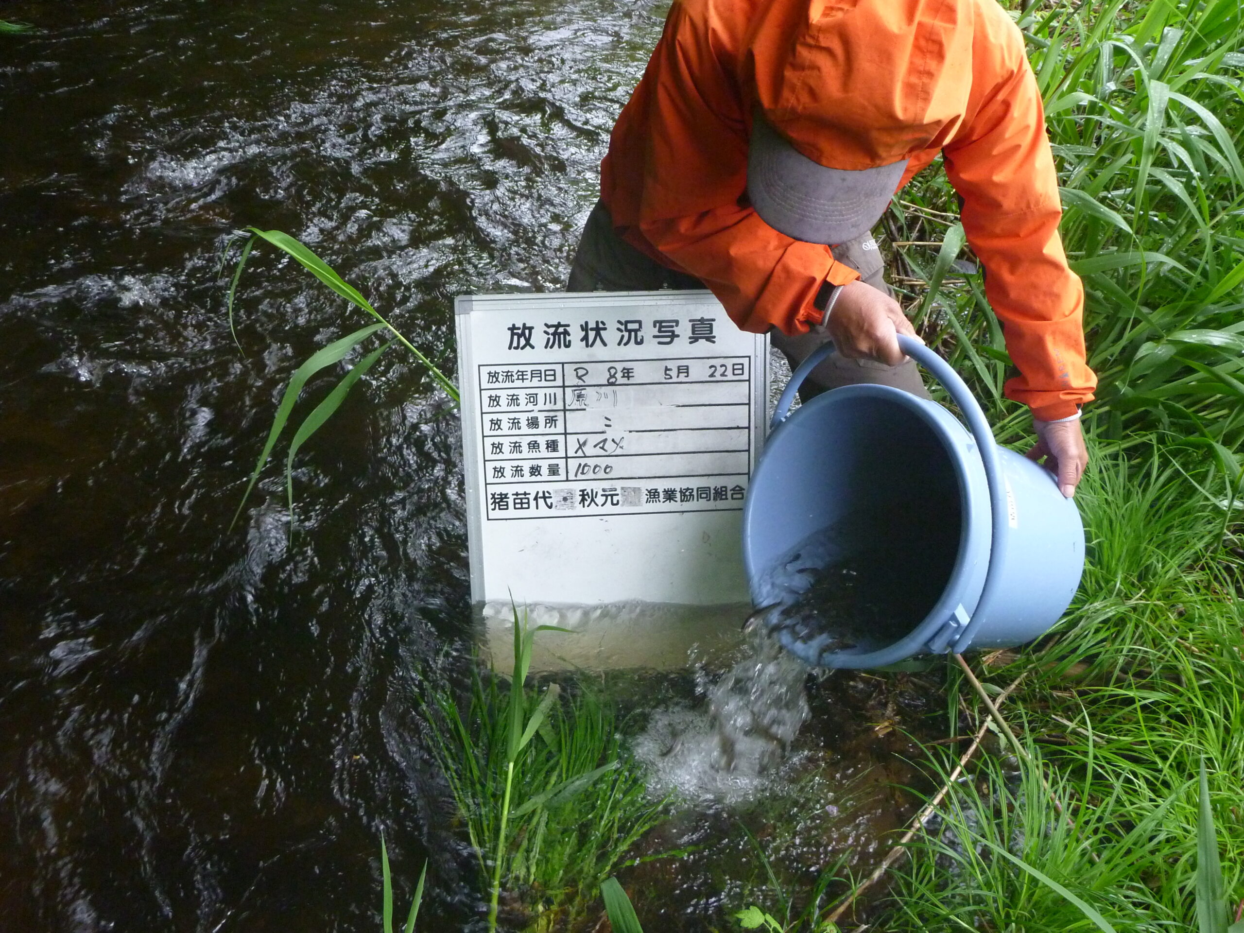 ヤマメ稚魚を放流しました🐟